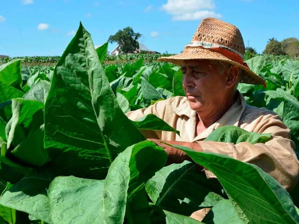 Importante impulso económico para el sector