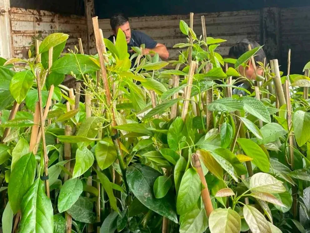 Entregaron 650 plantines