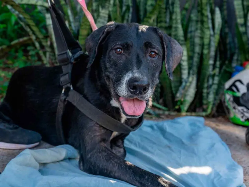 Compromiso con el bienestar animal
