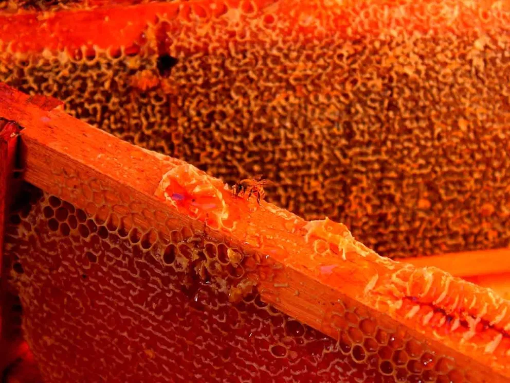 Certificó una nueva sala de extracción