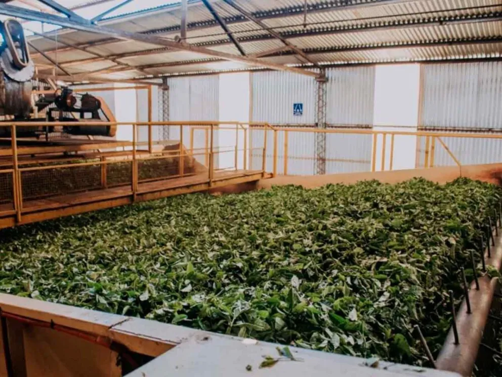 Ofrecerá transparencia y trazabilidad