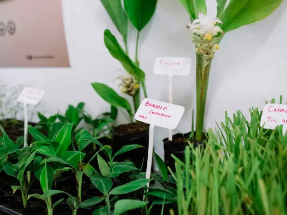 El envio se realizará en seis viajes de 50 mil plantas 