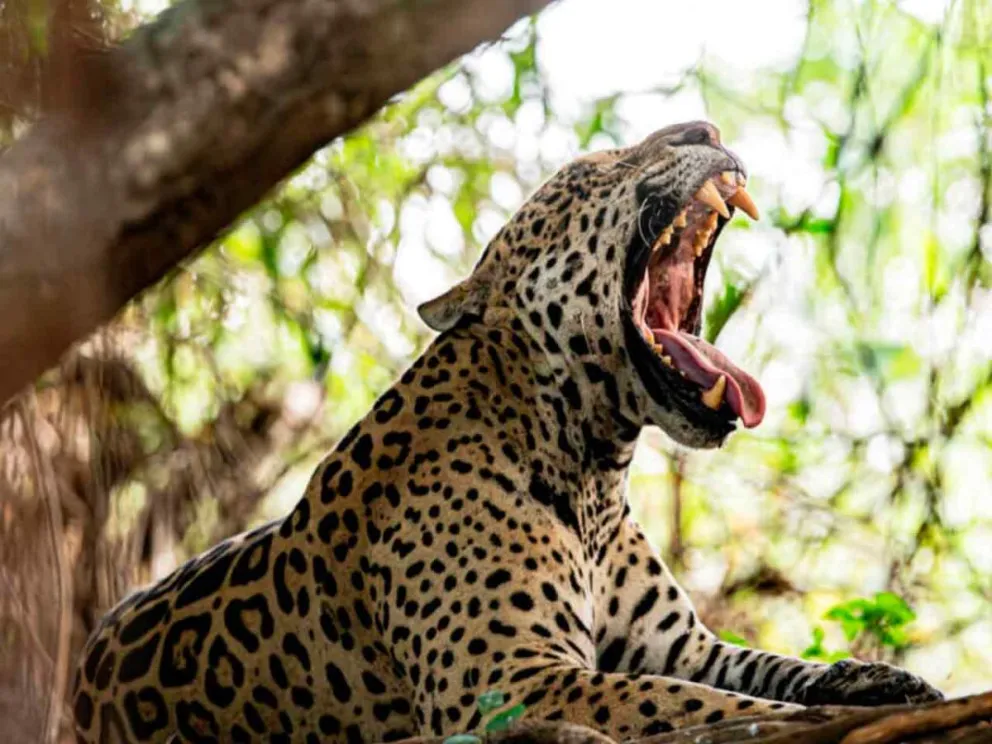 Apunta a la protección del ejemplar