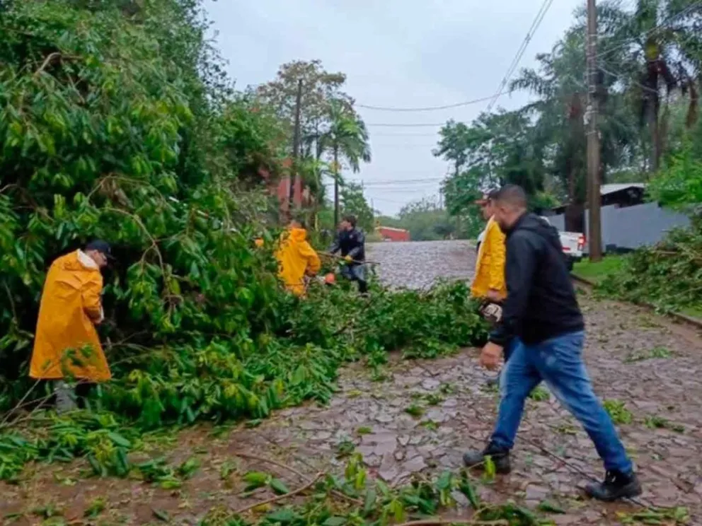 Trabajo intensivo de despeje y limpieza 