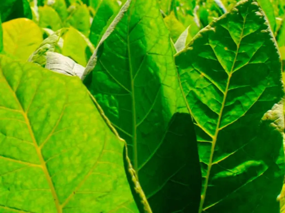 Confirmaron desde el Ministerio del Agro