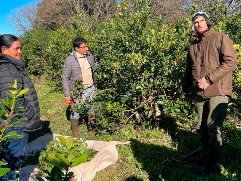 En la chacra de Violeta Hauck