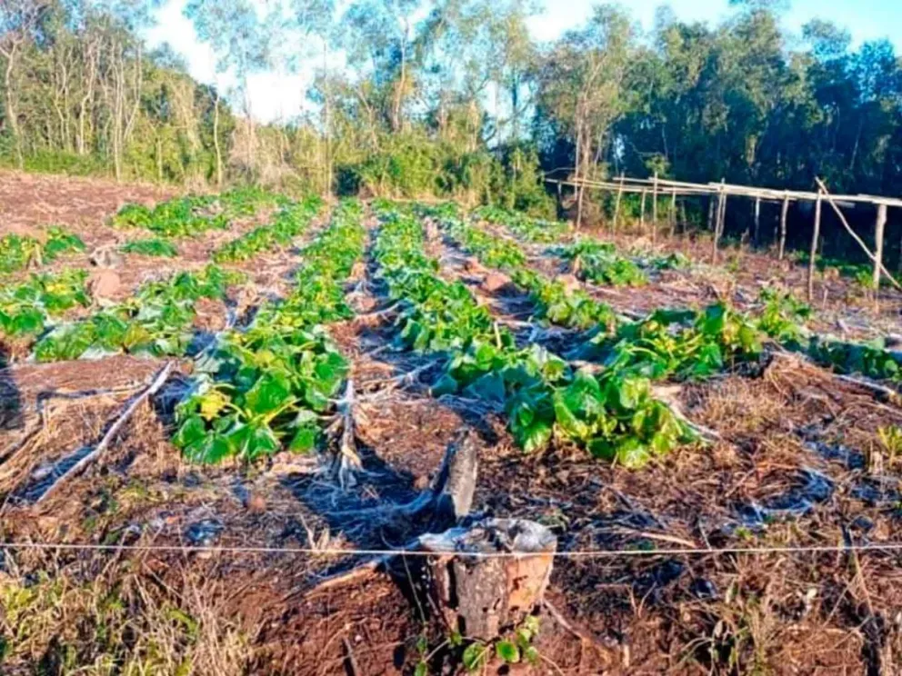 El porcentaje de pérdida oscila entre el 70 y 90%
