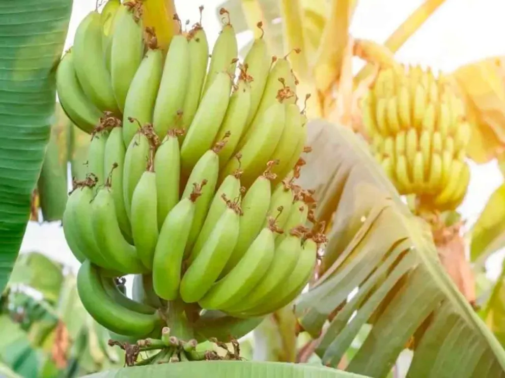 En el marco de un acuerdo único