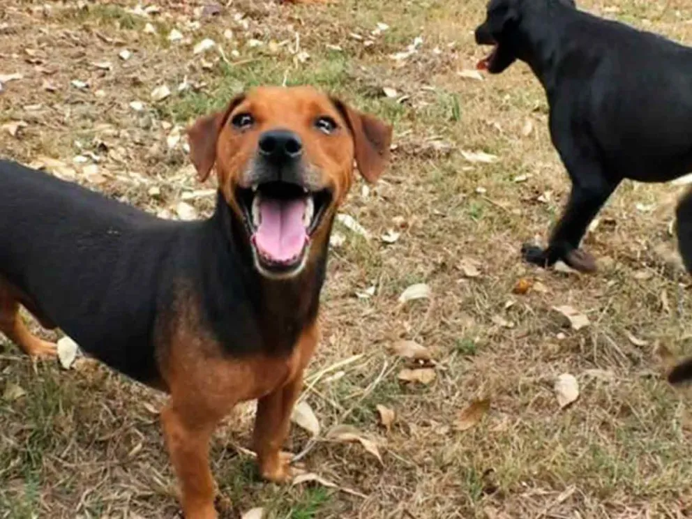 “Por una cucha calentita”