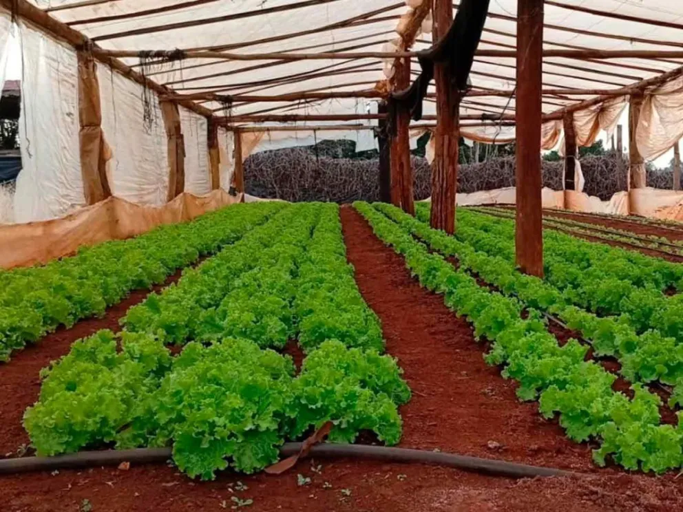 Apuntando a la promoción de la soberanía alimentaria