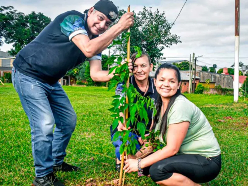 Plantarán árboles nativos