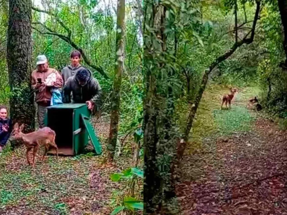 Momento de la liberación del ejemplar