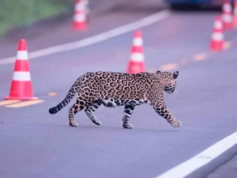Apuntan a la protección de la fauna