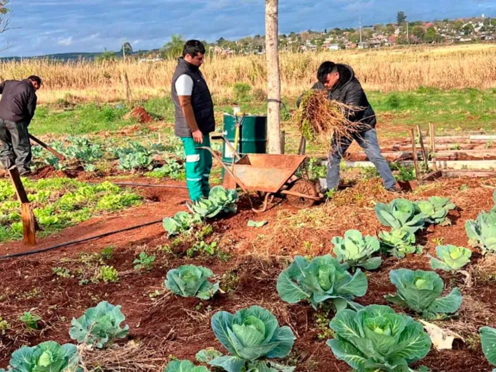 Tareas de producción hortícola