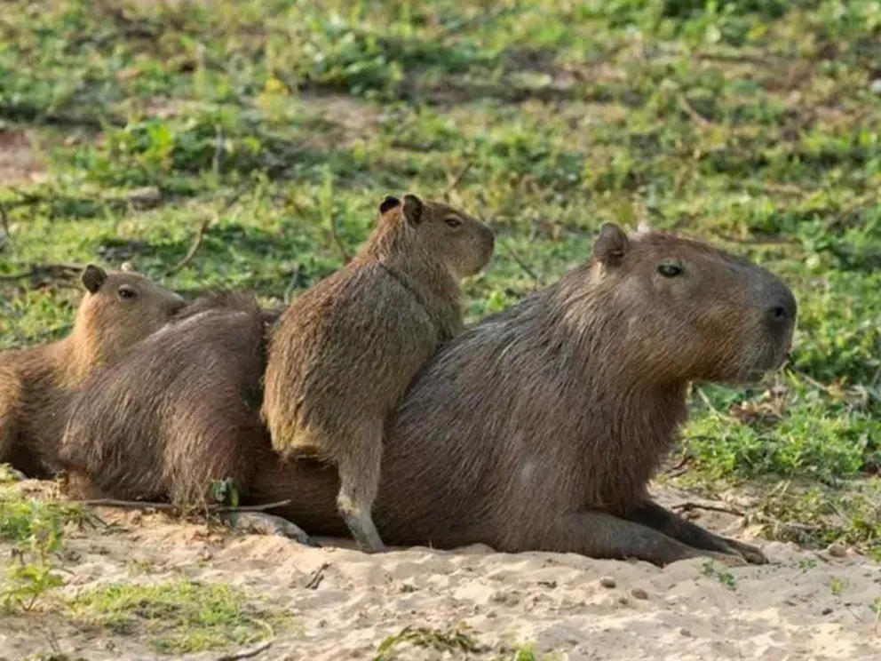 Debido al aumento de ejemplares en Posadas
