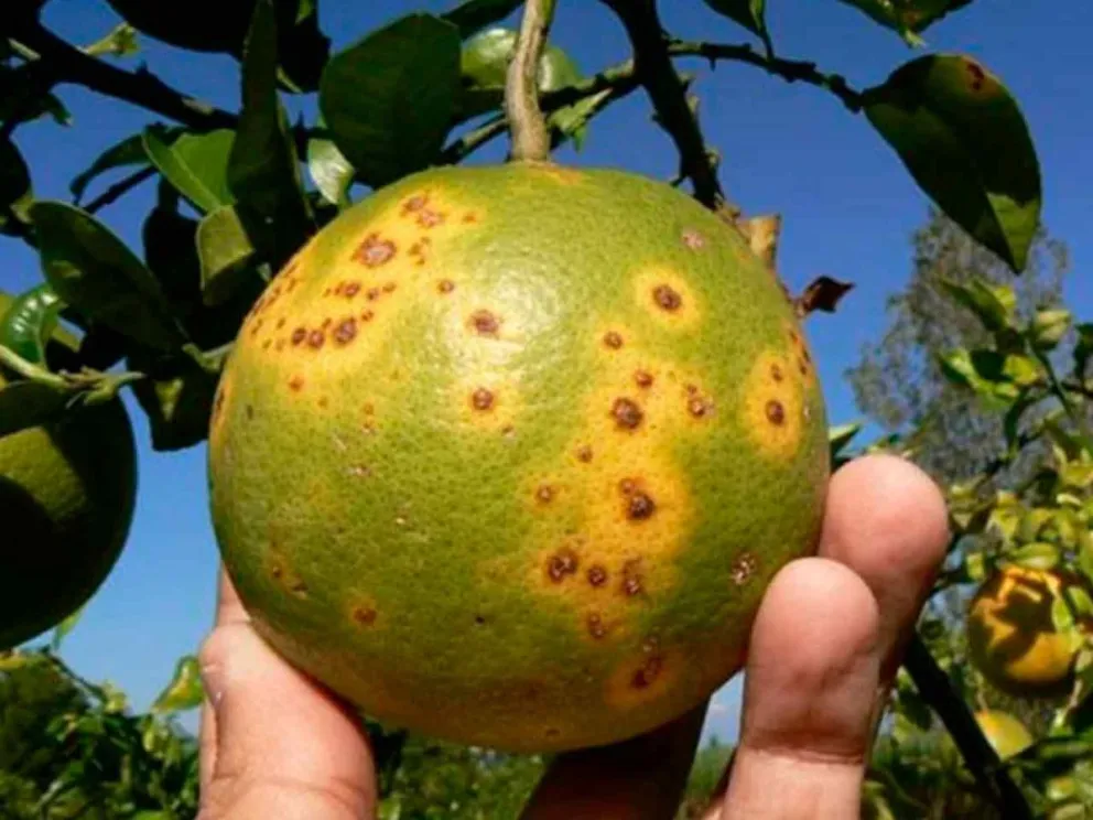 Una plaga devastadora de los cítricos