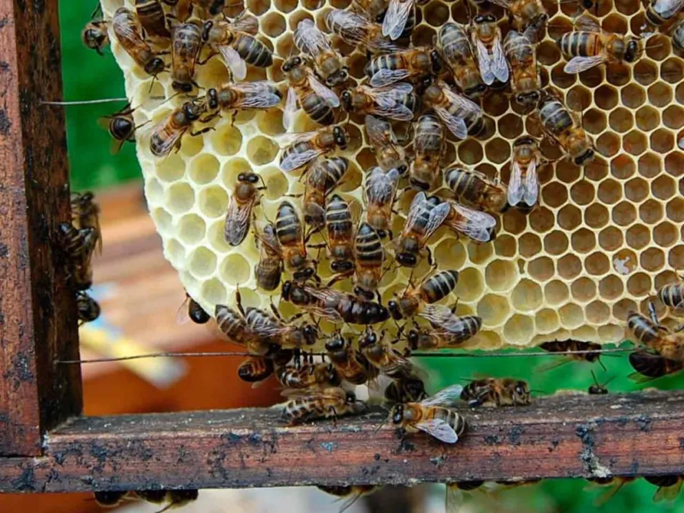 Garantiza calidad productiva de la miel