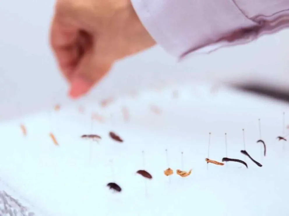 Destinado a la cría de insectos modelo