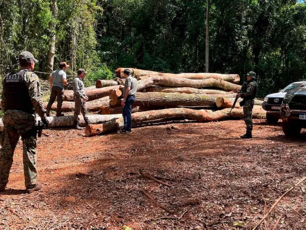 Operativo de control forestal