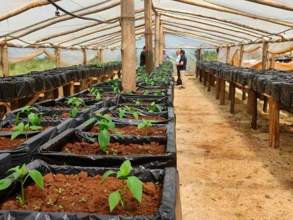 Para fortalecer los emprendimientos agrícolas