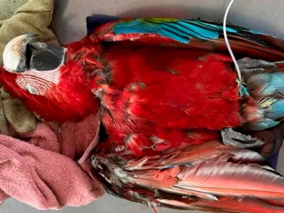 Al ser agredido con una gomera