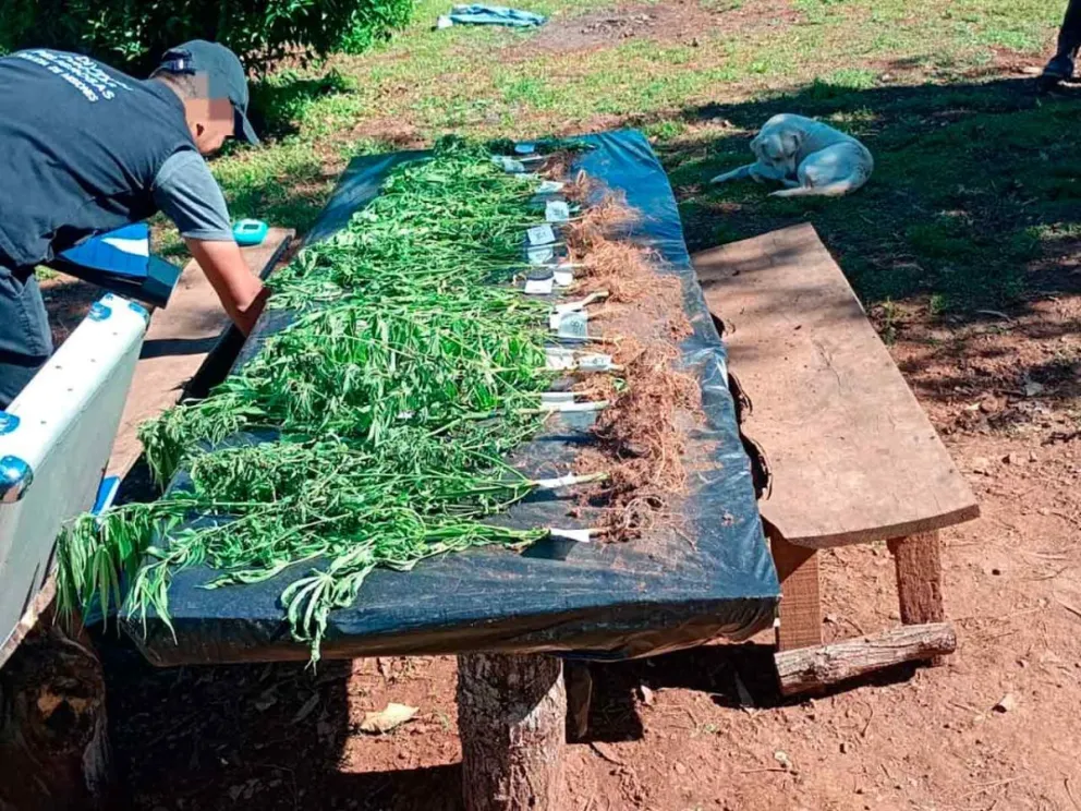  Incautaron 25 ejemplares de cannabis