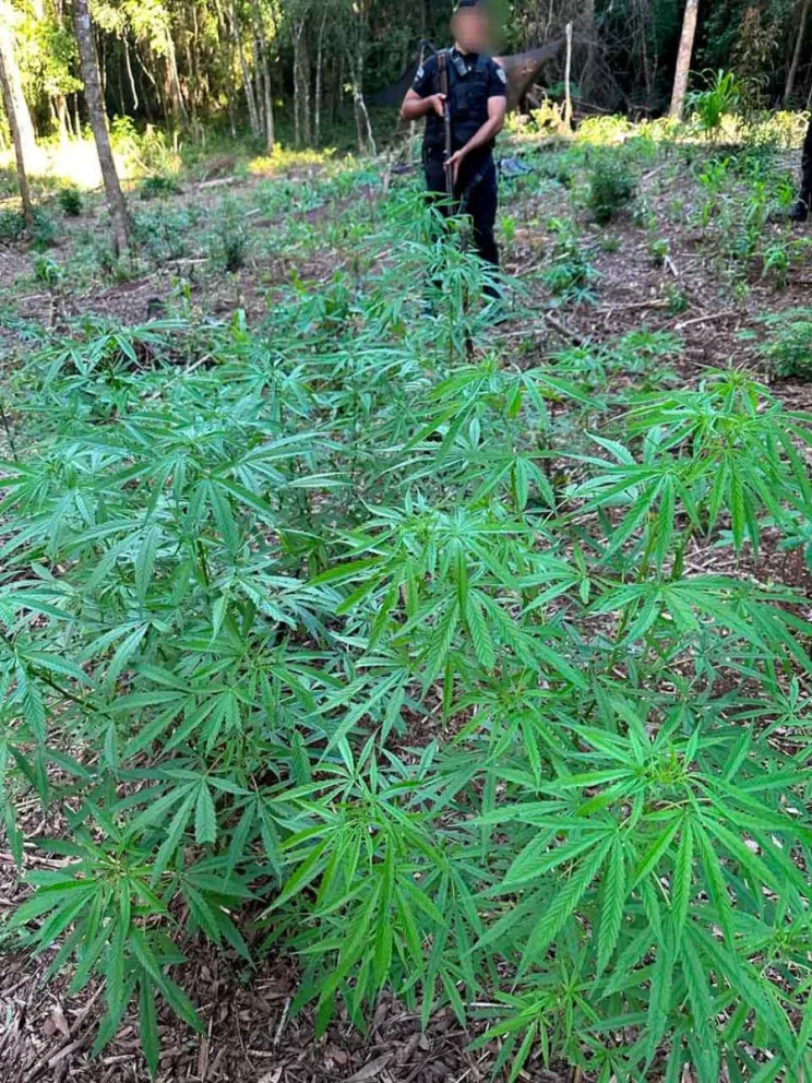 Hallaron 23 plantas de cannabis