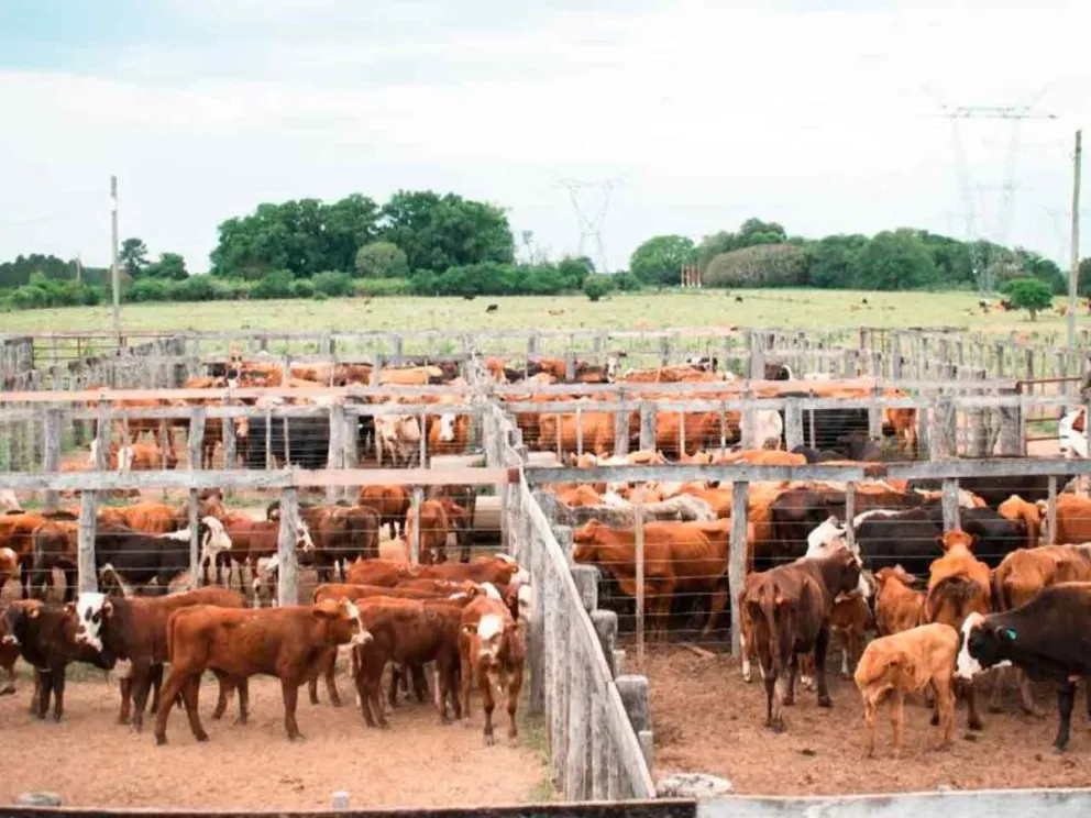 Con un encierre de más de 700 cabezas