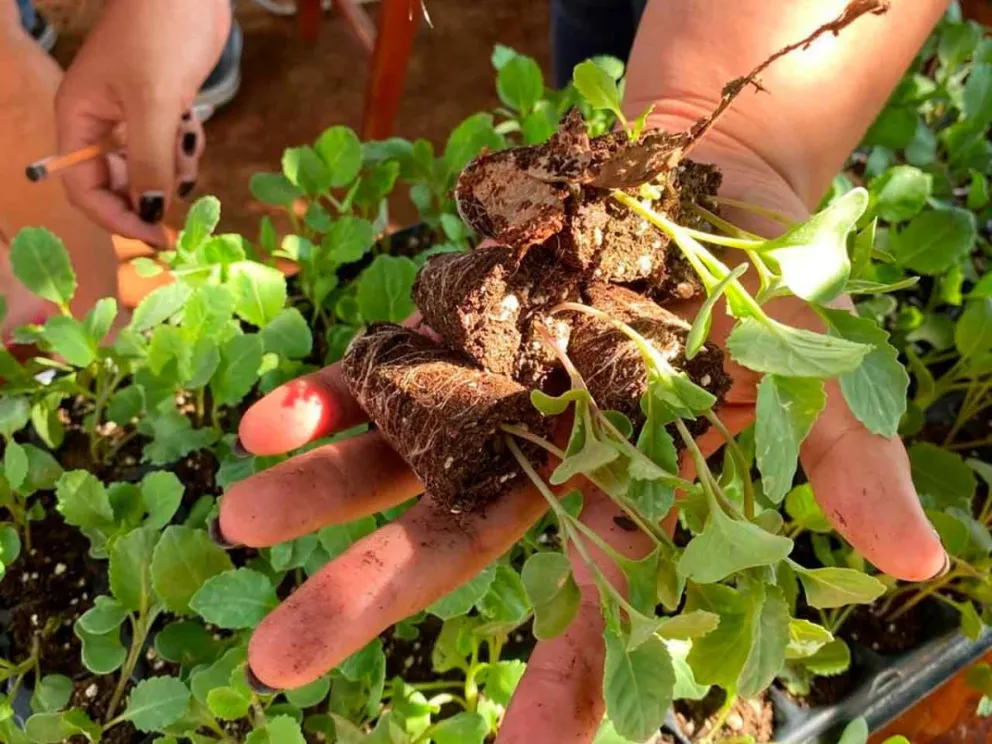 Entrega de plantines