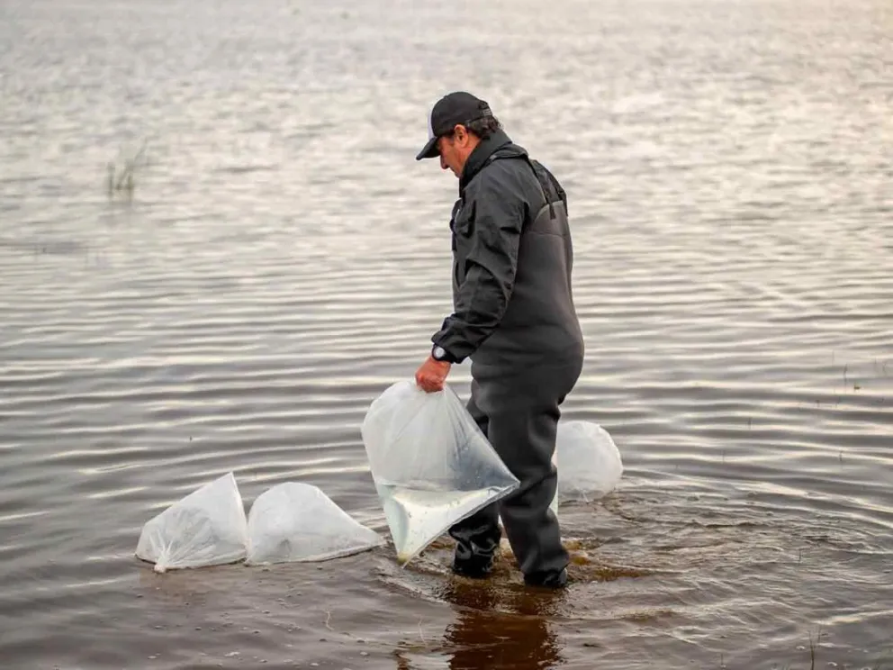 Para recuperar la especie