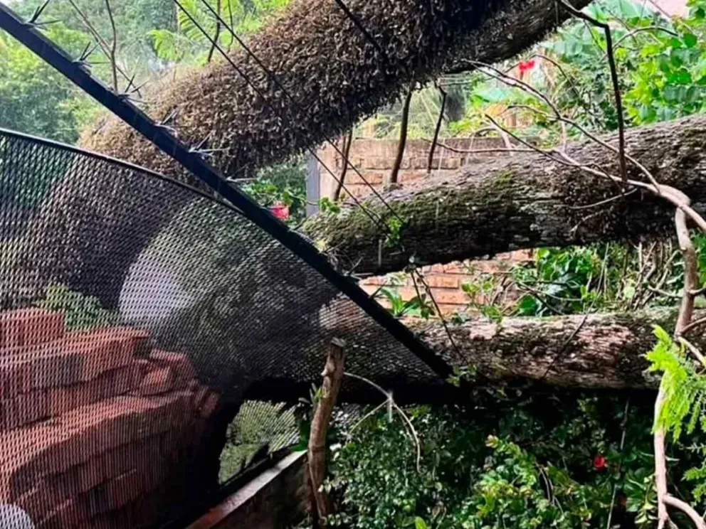 Derrumbe de árbol de gran porte