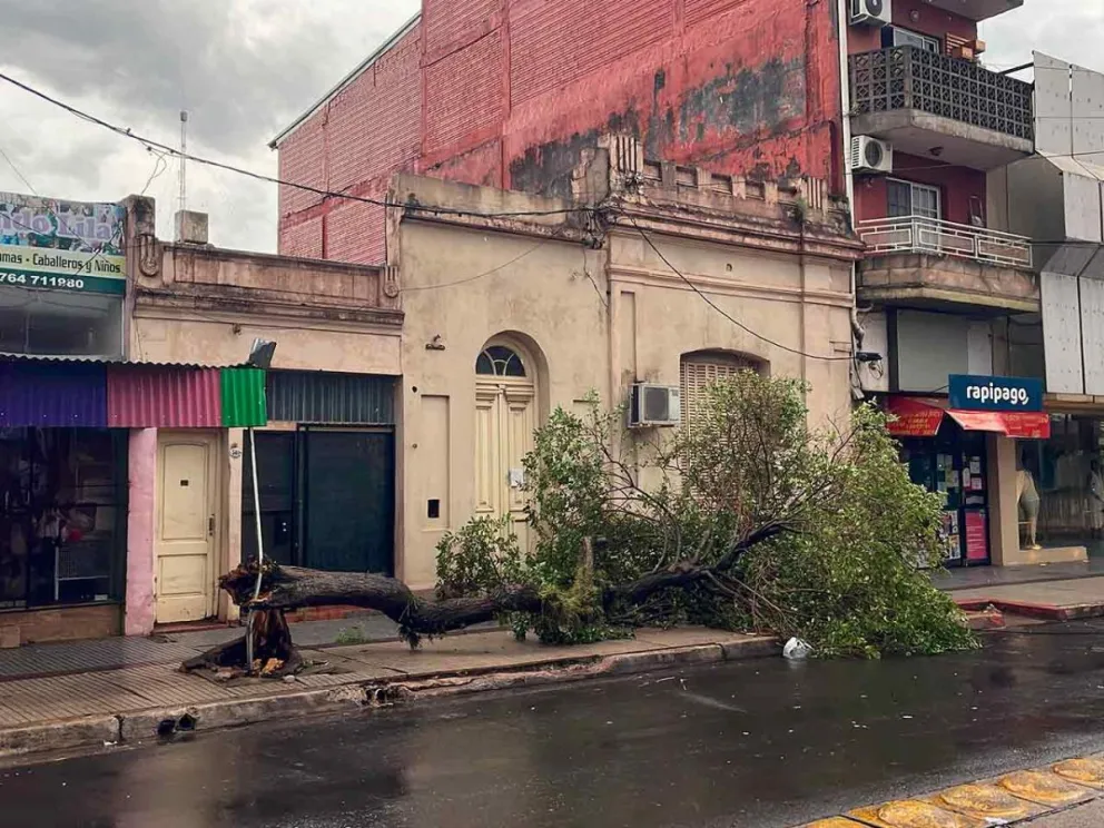 Árbol de gran porte sobre la vereda