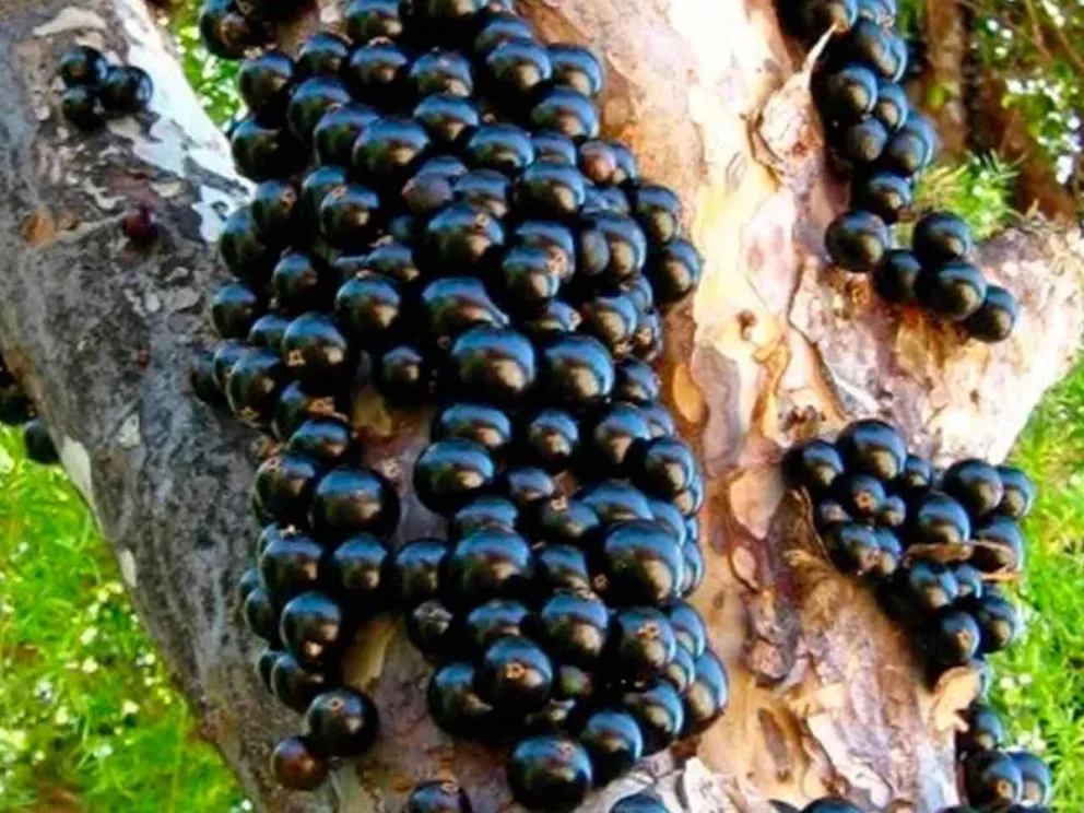 La jabuticaba