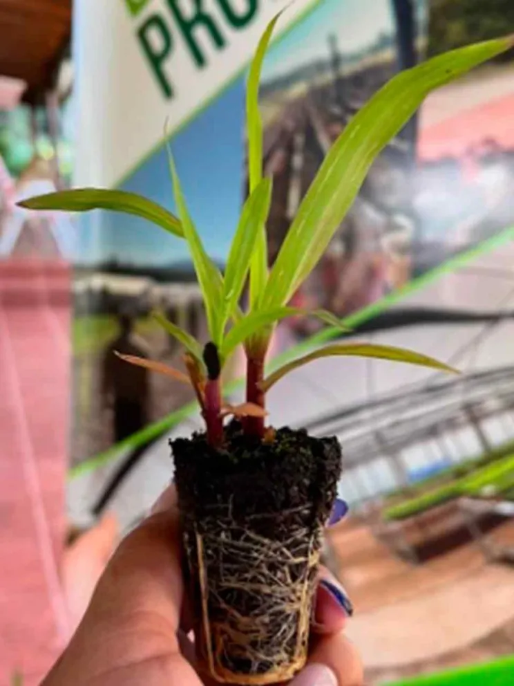 Entrega de plantines de pasturas