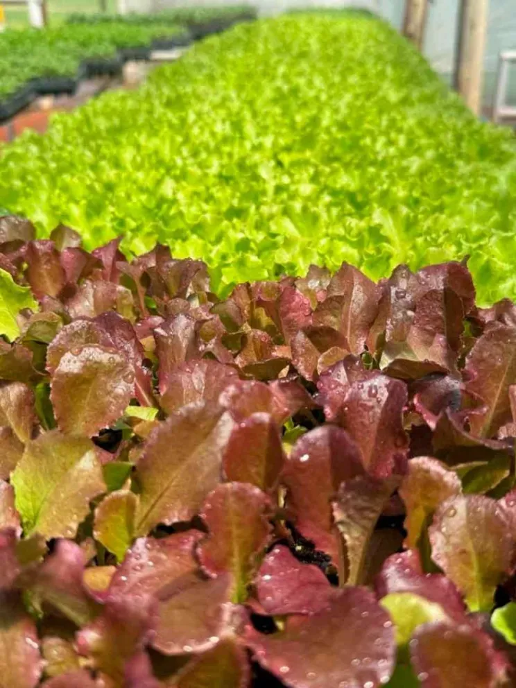 Garantiza el desarrollo sostenible