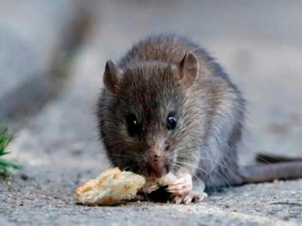 Transmite la enfermedad viral aguda