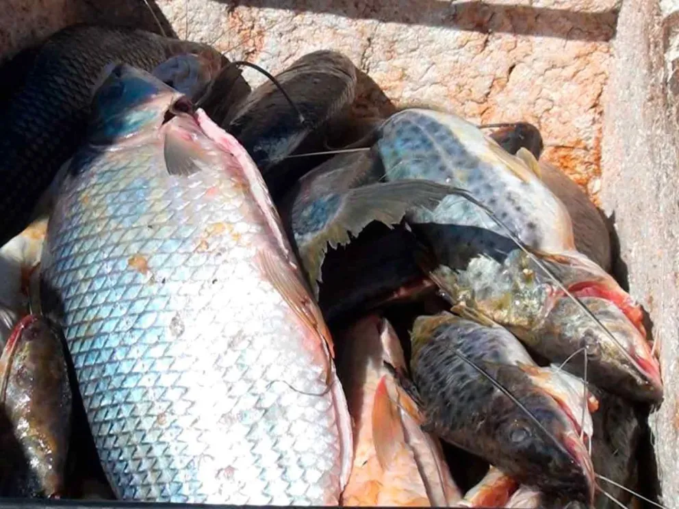 Continúa la veda pesquera con Brasil 