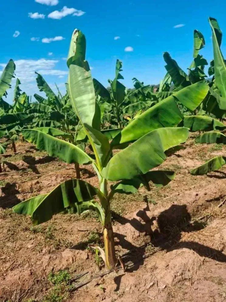 Plantaciones en la localidad de Orán