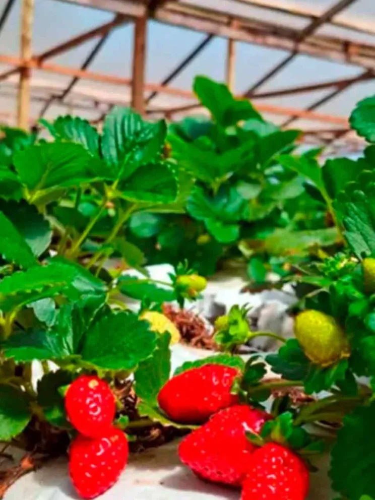 Informó Biofábrica Misiones