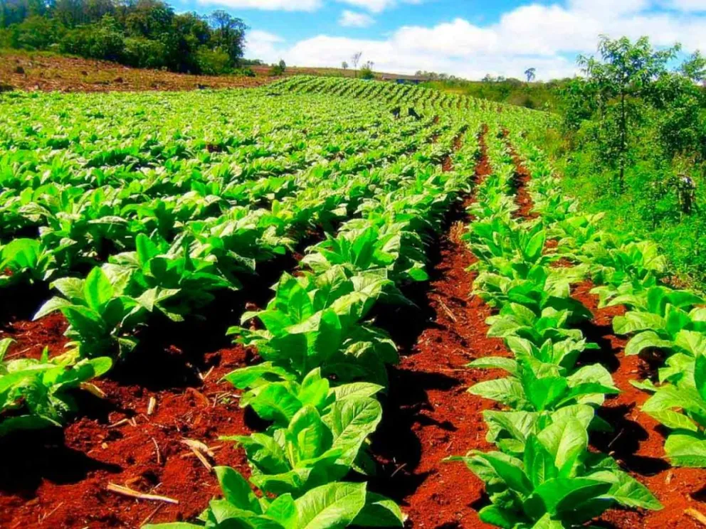 Se espera acopiar 35 millones de kg de tabaco