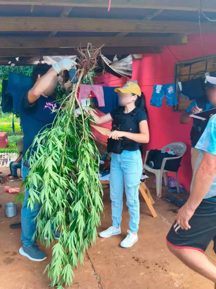 Planta de marihuana secuestrada