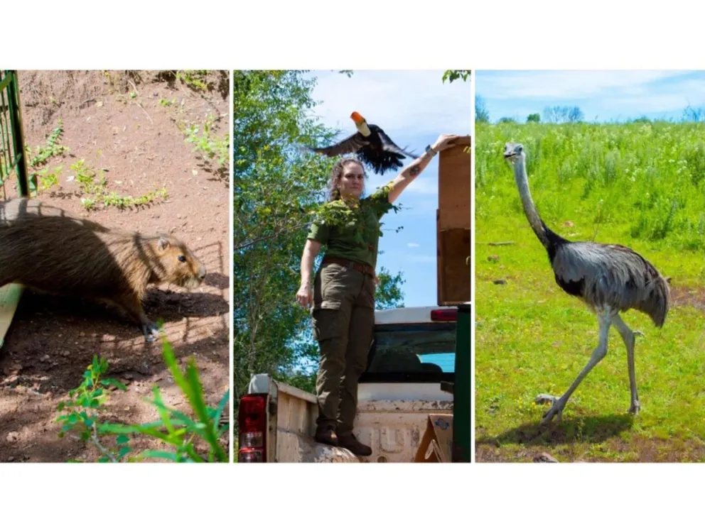 Los animales silvestres regresaron  a la naturaleza