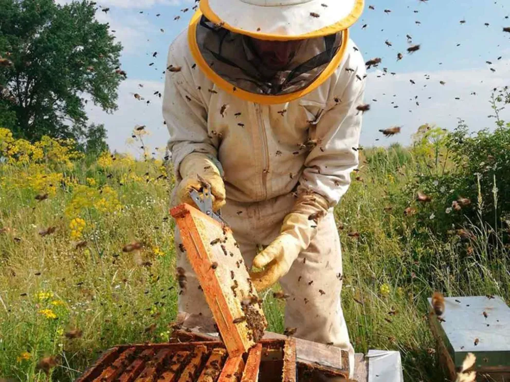 Oportunidad de acceder a mercados externos