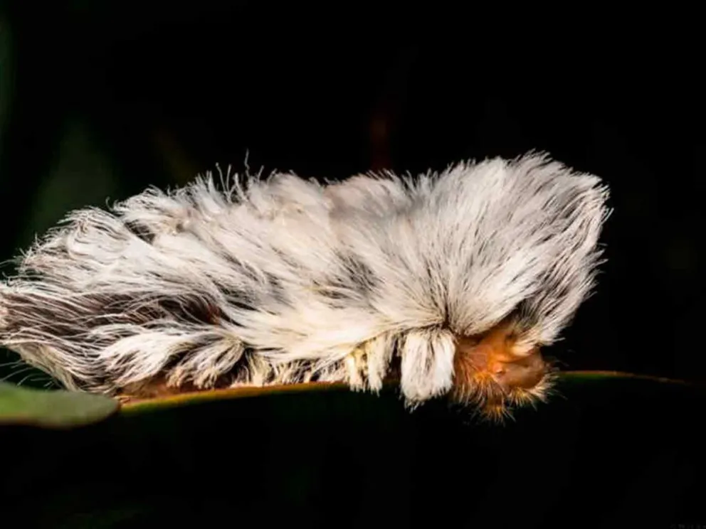 Larva extremadamente tóxica