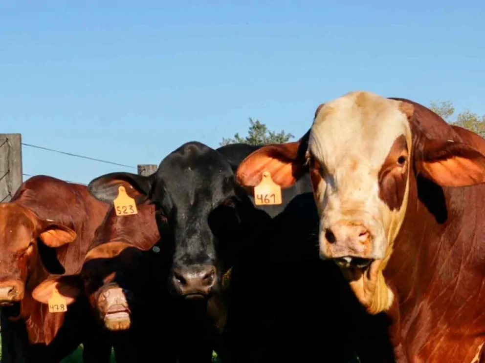El trabajo sanitario fortalece los mercados