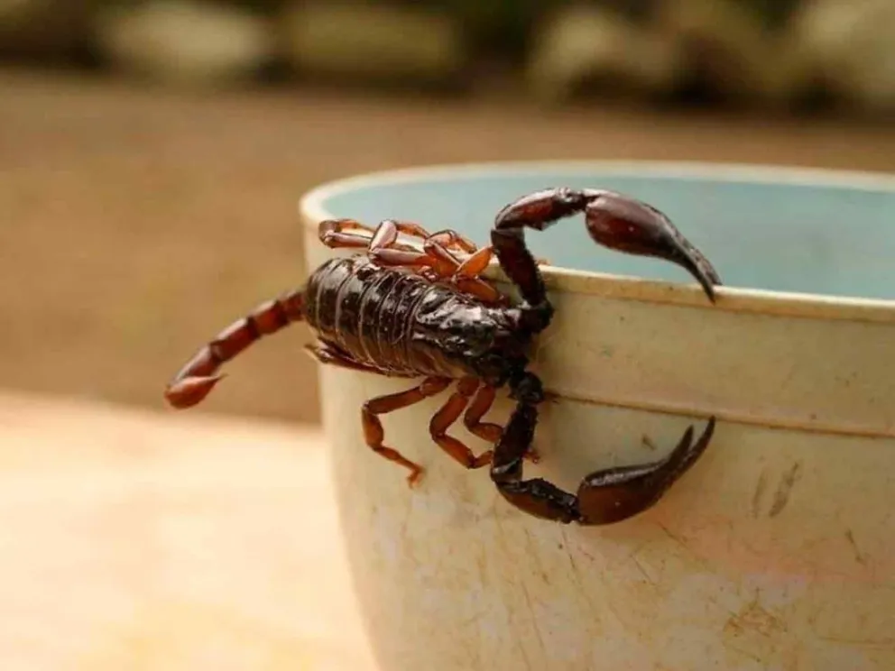 Recomiendan acciones de prevención