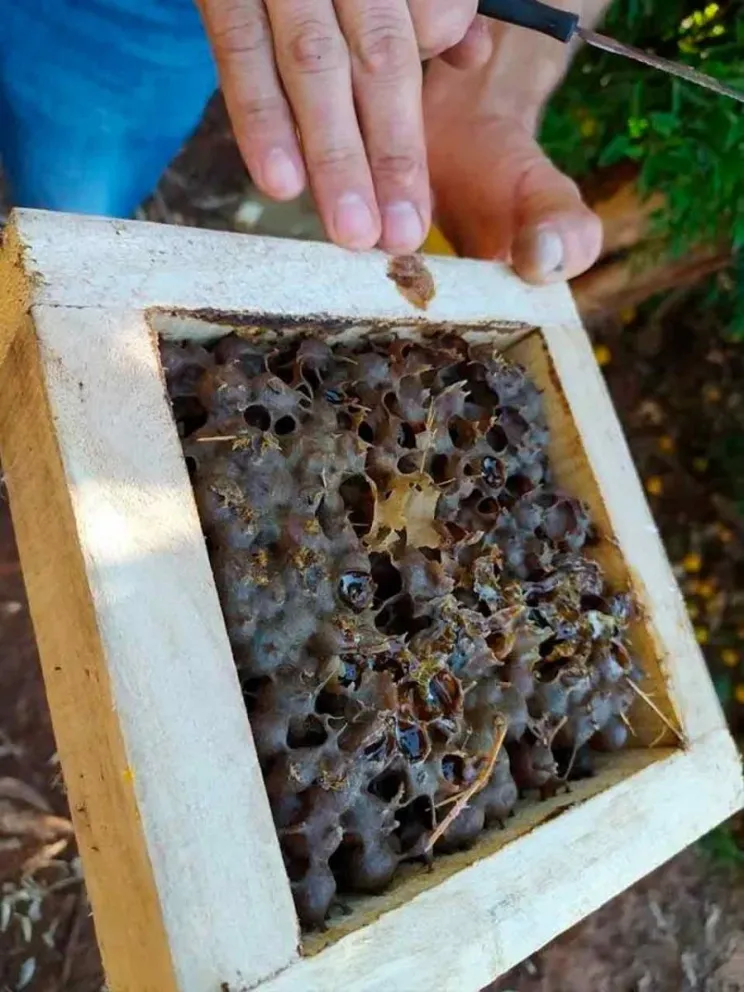 Para expandir la meliponicultura