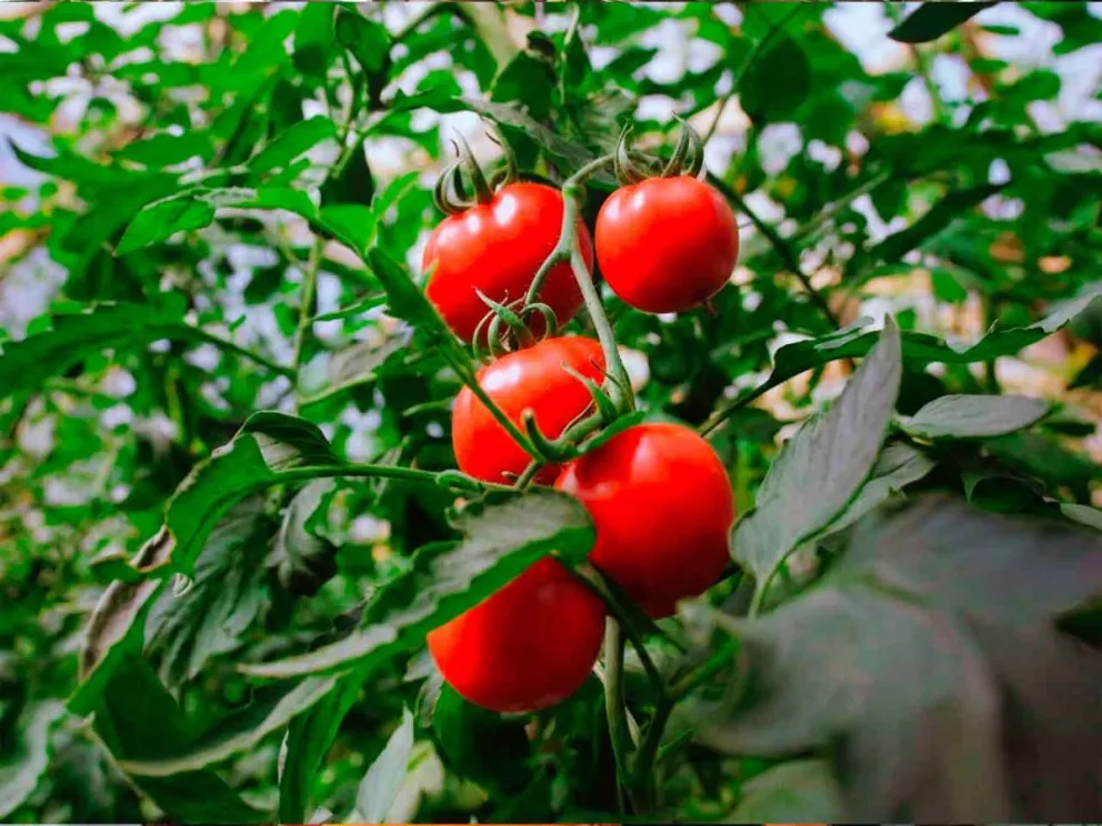 Programa de Incentivo a la Horticultura Comercial