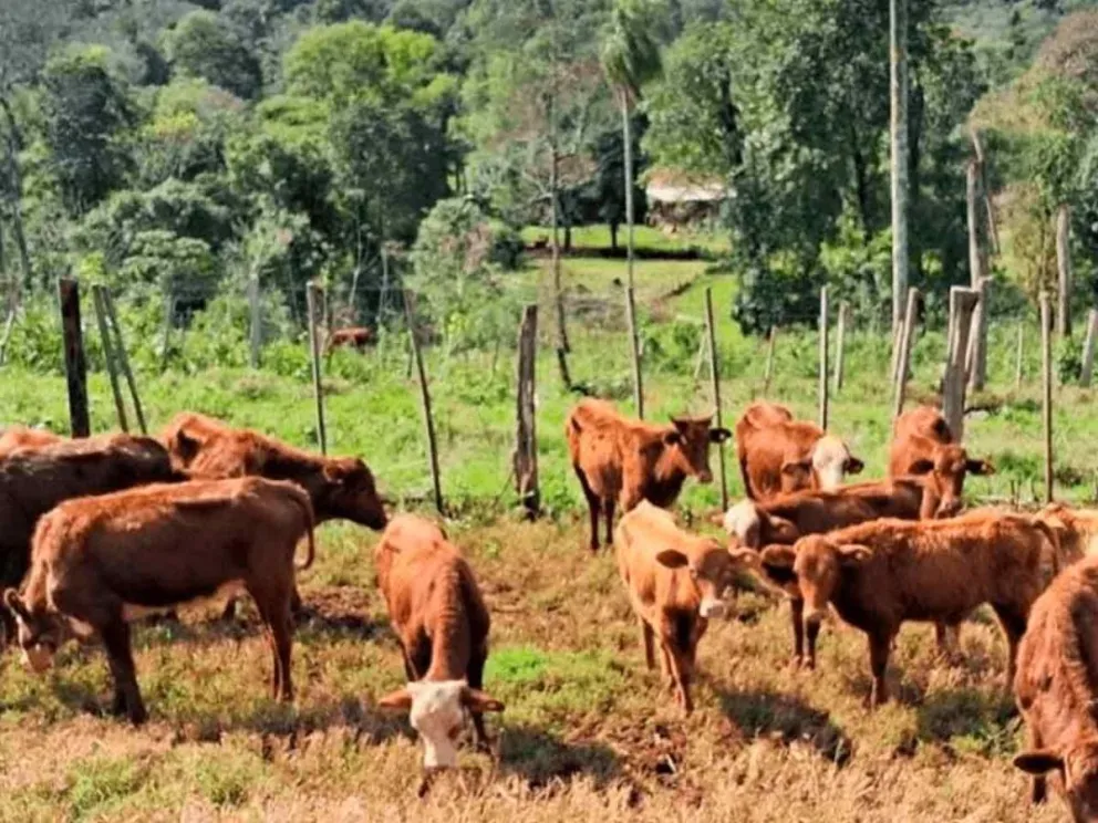 Informaron desde Desarrollo y Producción Animal