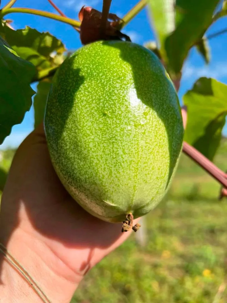 Para diversificar la matriz productiva